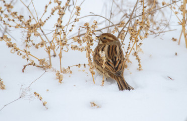 Common reed bunting, Emberiza schoeniclus. The bird eats the seeds of the plant. Cloudy winter morning, it is snowing