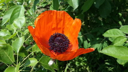red poppy flower