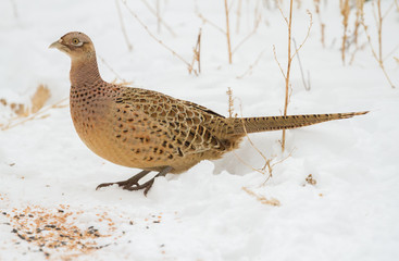Pheasant, Phasianus. Wild female bird found seeds and eats them standing in the snow