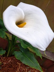 white calla lily