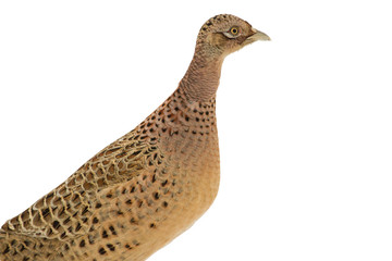 Pheasant, Phasianus. Close-up isolated. Wild female bird