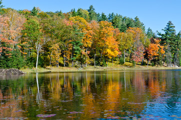 Sunrise above forest lake