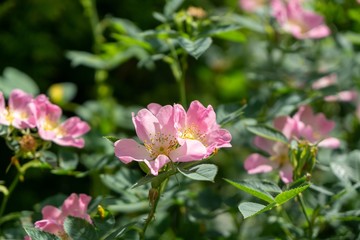 Spring tree flowering - pink Rosehip flower blooming on the tree. Slovakia