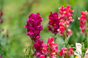 Colorful meadow flowers in grass in nature or in the garden. Slovakia