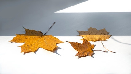 Three orange Maple leaves close-up on the windowsill and the shade from the window I have a clear sunny day. Space for text.