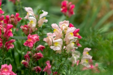 Colorful meadow flowers in grass in nature or in the garden. Slovakia