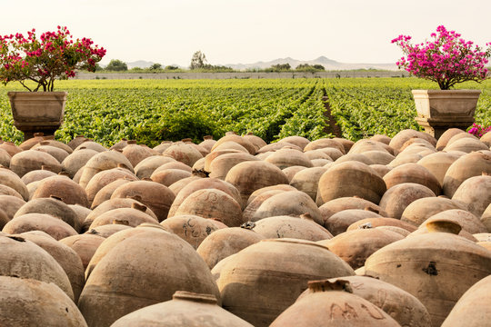 Ancient Wine jugs with vineyard in background
