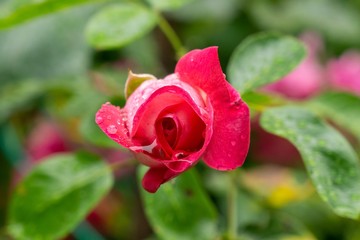 Tree rose flower blooming in the nature or garden. Slovakia