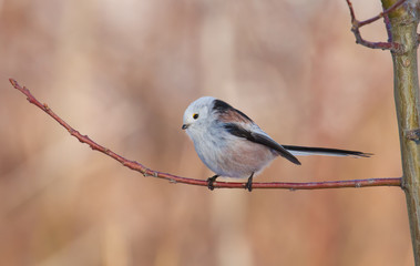 Obraz premium Long-tailed tit, Aegithalos caudatus. Sunny winter morning, a bird flies from branch to branch in search of food