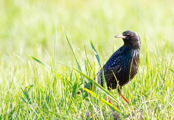 Starling, Sturnus. Bird in the evening walks through the meadow among the grass in search of food