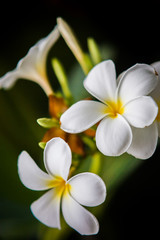 Fototapeta na wymiar Summer tropical flowers, plumeria at Thailand