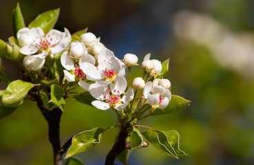 Blooming apple tree. Spring sunny day. Beautiful flowers