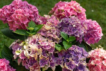 Colorful meadow flowers in grass in nature or in the garden. Slovakia