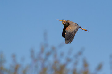 Purple heron, Ardea purpurea. Bird in flight