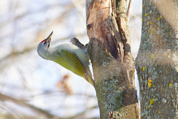 Gray-headed woodpecker, Picus canus. On a sunny morning, a bird sits on a tree trunk and looks for food