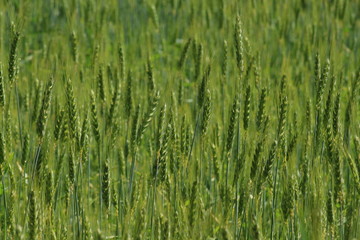 Campo di grano verde