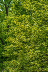 Fototapeta na wymiar Green maple leaves