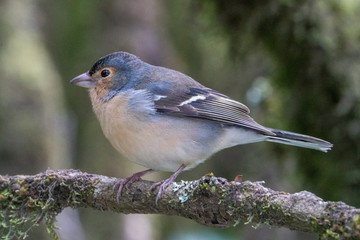 Common chaffinch.