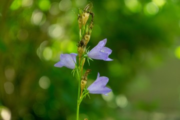Meadow flowers - beautiful purple bellflowers in the nature. Slovakia