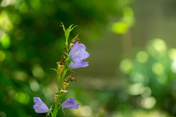 Meadow flowers - beautiful purple bellflowers in the nature. Slovakia