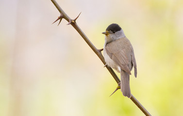Fototapeta premium Blackcap, Sylvia atricapilla. Morning in the forest, a male bird sits on a tree branch and sings. It differs from the female in a black cap on his head