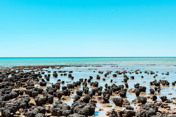 Stromatolites of Hamelin Pool in Shark Bay - oldest living fossils on Earth. World Heritage Site in...