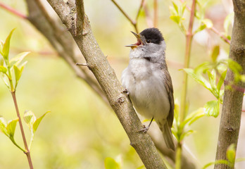Blackcap, Sylvia atricapilla. Morning in the forest, a male bird sits on a tree branch and sings. It differs from the female in a black cap on his head