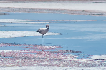 Flamingos. San Pedro de Atacama, Antofagasta - Chile. Desert. Baltinache Lagon.