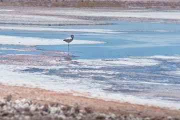 Flamingos. San Pedro de Atacama, Antofagasta - Chile. Desert. Baltinache Lagon.