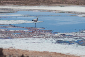 Flamingos. San Pedro de Atacama, Antofagasta - Chile. Desert. Baltinache Lagon.