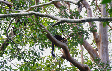 Wild big giant squirrel inside the forest in Periyar national park, Kerala, India