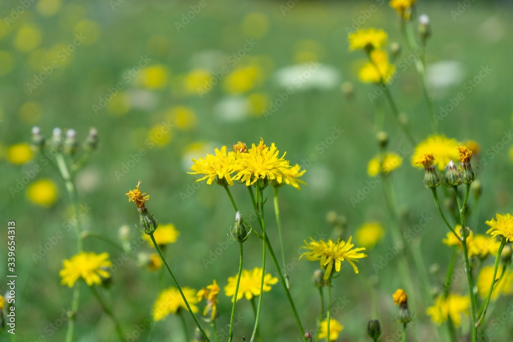 Wall mural colorful meadow flowers in grass in nature or in the garden. slovakia