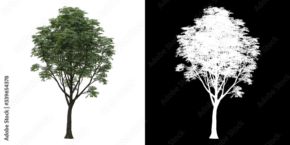 Wall mural left view of tree (tilia) png with alpha channel to cutout 3d rendering