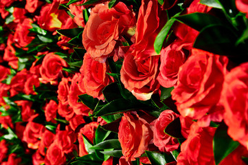 Flower wall, lots of roses