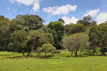 Forest landscape inside Periyar national park, India