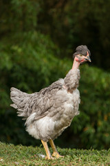 hen and chickens on the farm
