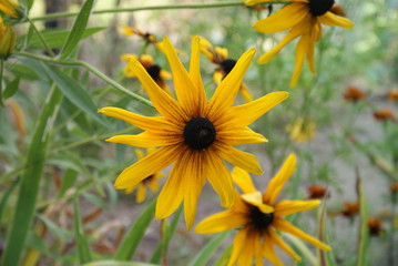 yellow flower in the garden