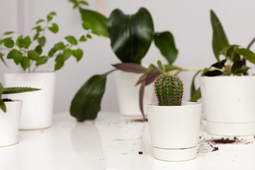 Care of house plants in the room