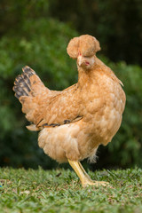 hen and chickens on the farm