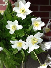 Anemone nemorosa is a perennial herb. Flowers in the forest of the European part of Russia.