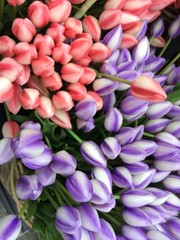 Obraz premium flowers close-up