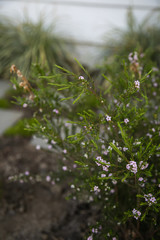 spring garden