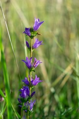 Meadow flowers - beautiful purple bellflowers in the nature. Slovakia