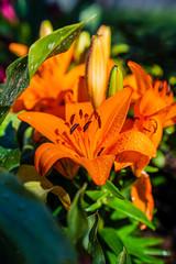 April showers bring May flowers - slightly early! With quarantine, now is the time to prepare gardens and get those backyards colorful and beautiful!