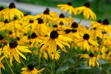 Colorful meadow flowers in grass in nature or in the garden. Slovakia