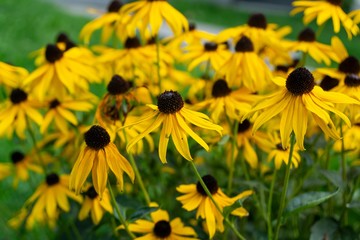 Colorful meadow flowers in grass in nature or in the garden. Slovakia