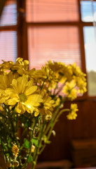 bouquet of yellow chrysanthemums on window 