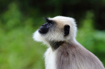 Hanuman Langur