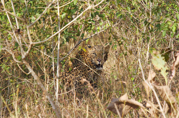 Indian Leopard
