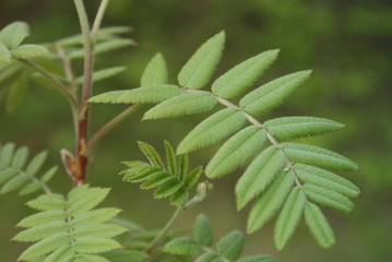 red and green leaves